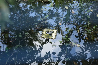 Close-up of turtle swimming in water