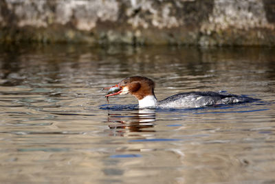 Close-up of duck swimming in lake