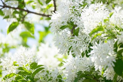 Close-up of white flowering plant