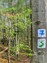 Close-up of sign on tree trunk