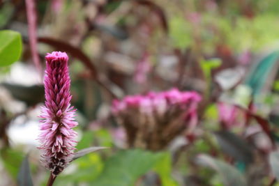 Close-up of pink flowering plant