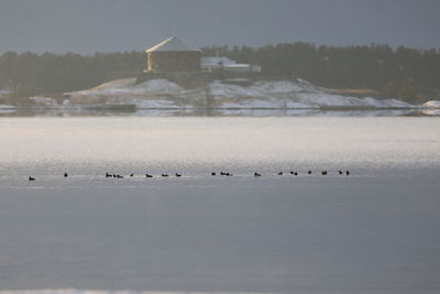 Birds at lake during winter