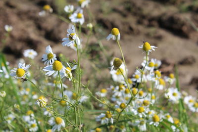 Close-up of white flowers blooming