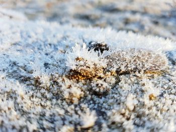 Close-up of dead plant