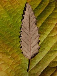 Close-up of autumn leaf