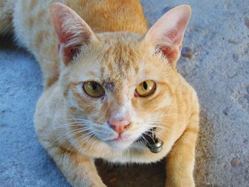 Portrait of ginger cat