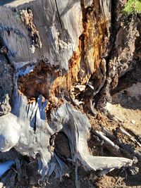 Full frame shot of tree trunk