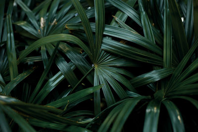 Full frame shot of palm leaf