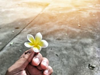 Close-up of hand holding white flower outdoors