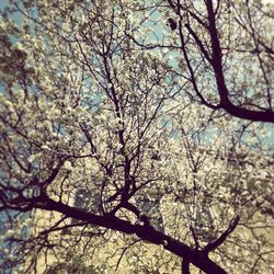 Low angle view of bare tree against sky