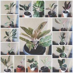 Digital composite image of potted plants