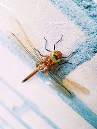 Close-up of spider