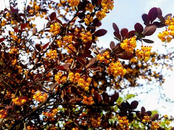 Low angle view of cherry blossom tree