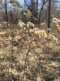 Plants on field