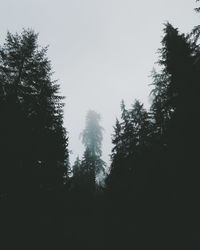 Close-up of trees against sky