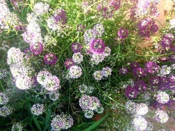 High angle view of flowers blooming outdoors