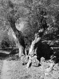 Trees growing in forest