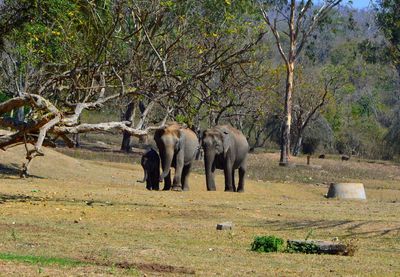 Elephant on landscape