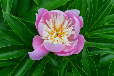 Close-up of pink rose flower