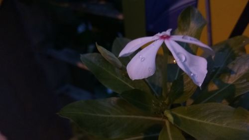 Close-up of flowers