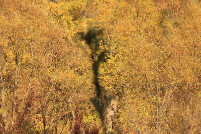 Shadow of tree on field in forest