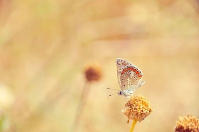 Close-up of butterfly pollinating flower