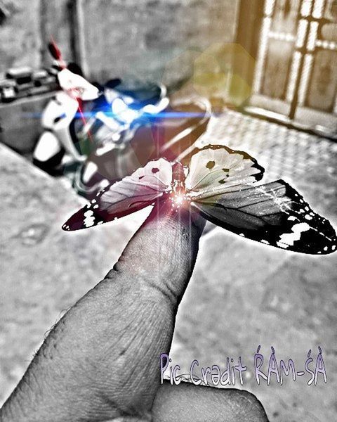 Beautifulbuterfly