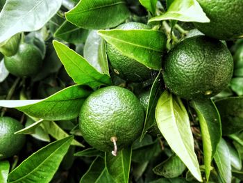 Close-up of fruits growing on tree