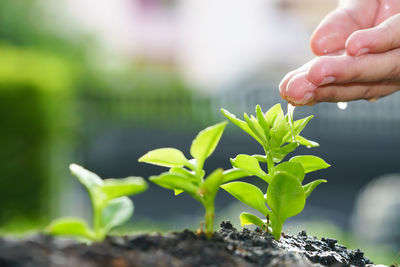 Close-up of hand holding plant