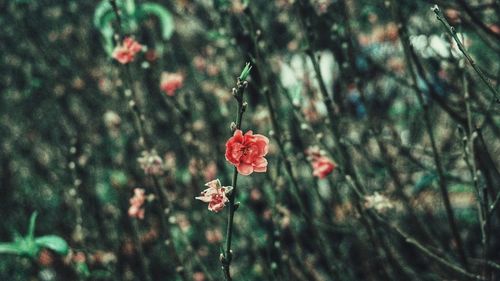 Close-up of red flowering plant