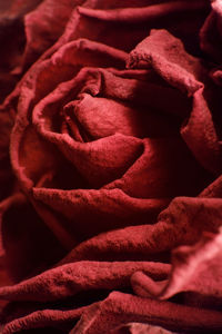 Full frame shot of red rose