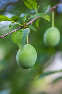 Close-up of fruits growing on plant