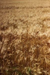 Full frame shot of wheat field