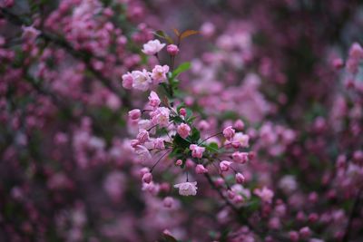 Close-up of pink flowers