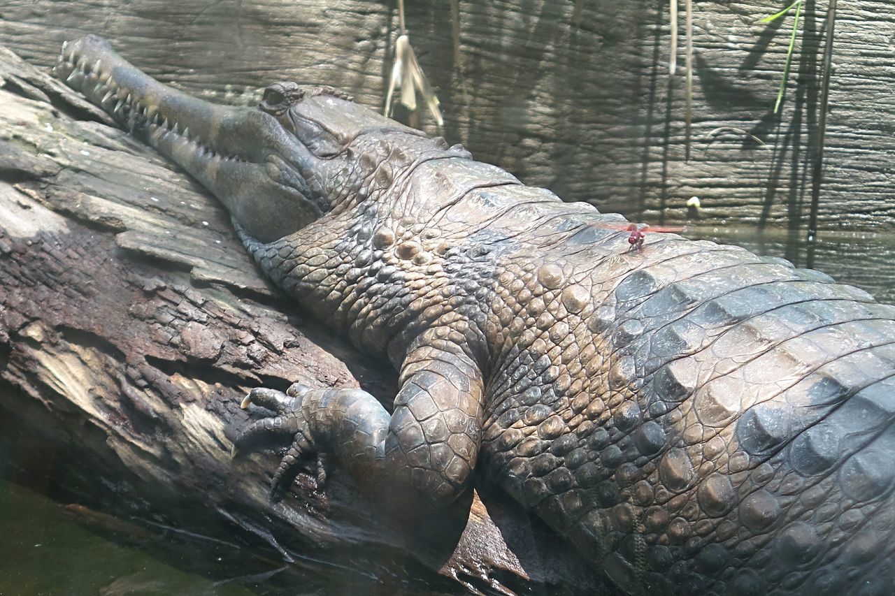 CLOSE-UP OF CROCODILE IN A TREE