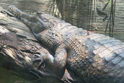 Close-up of crocodile on tree