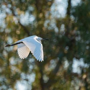 Close-up of bird flying against trees