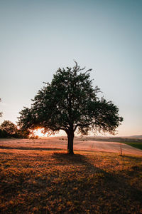 Trees on field against sky during sunset