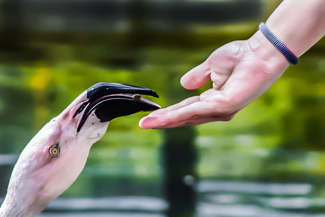 CLOSE-UP OF HAND HOLDING BIRD