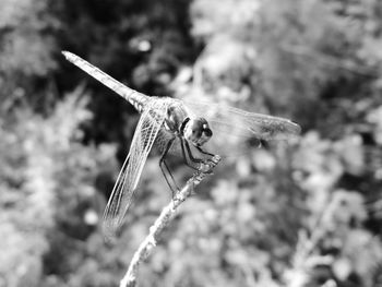 Close-up of dragonfly flying