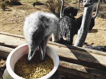 Close-up of ostriches feeding on field
