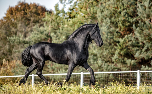 Side view of a horse