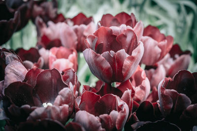 Close-up of red tulips