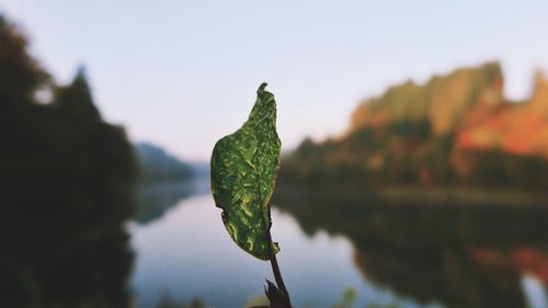 Close-up of leaf against sky