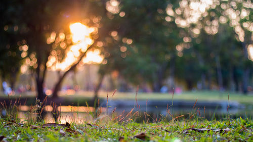 Close-up of grass against trees