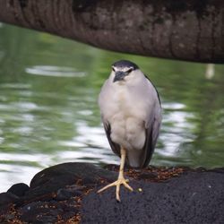 Close-up of bird perching on water