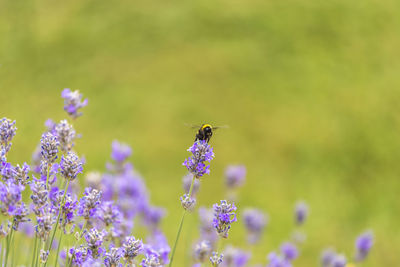 Close-up of bee pollinating on purple flower