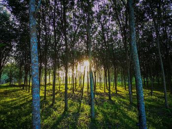 Trees on field in forest