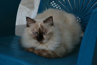 Portrait of cat relaxing on floor