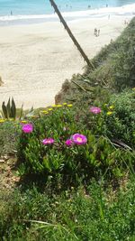 View of flowers growing on beach